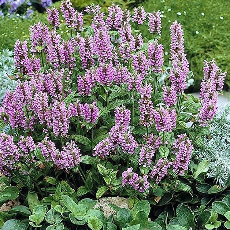 Variedad tradicional de Nepeta, semillas de flores para siembra, flores fragantes, variedad tradicional y sin organismos modificados genéticamente, semillas para jardín doméstico