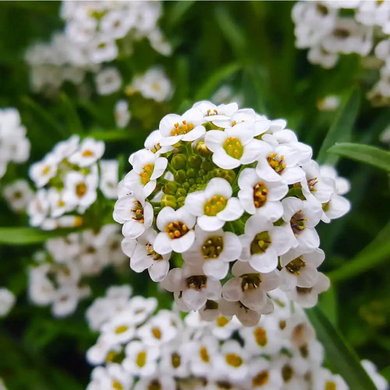 Alyssum aphrodite series weiß samen for anpflanzung töpfen or borders