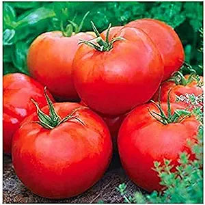 Ace 55 traditionelle tomato samen für delicious tomatoes