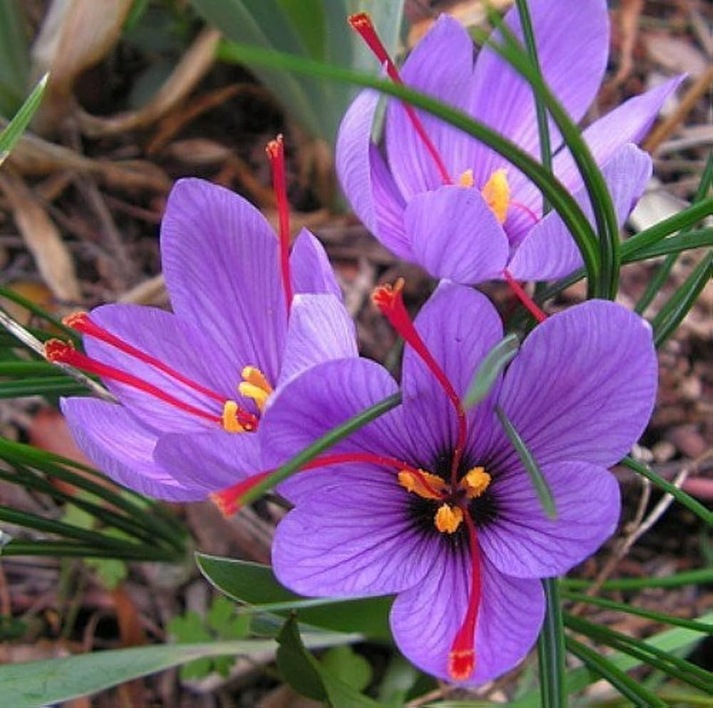 Variedad tradicional de Crocus sativus, semillas de flores para siembra, variedad resistente, sin modificación genética, semillas para el huerto doméstico