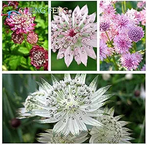 Astrantia astrantia spp for anpflanzung in blume bed