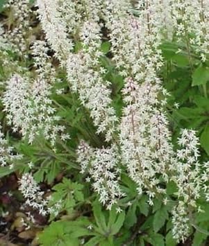 Weiß tiarella foam blume samen for anpflanzung - compact growth, heirloom & gmo free samen for home garten
sale samen for home garten