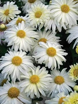 Weiß & gelb chrysanthemum blume samen for anpflanzung - sun loving, heirloom & gmo free samen for home garten
sale for anpflanzung in home garten.