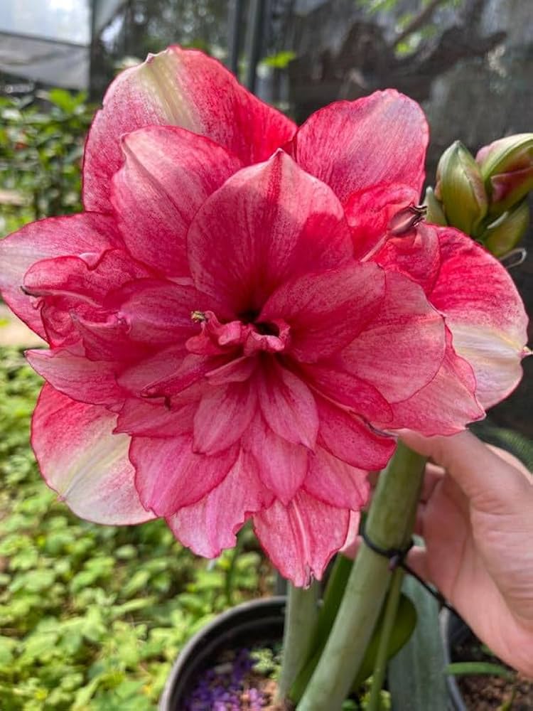Semillas de amarilis rosa, mezcla de flores silvestres, variedad tradicional y sin ingeniería genética, semillas para jardín doméstico