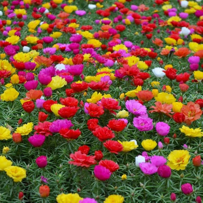 Rot gelb rose flowering samen for anpflanzung