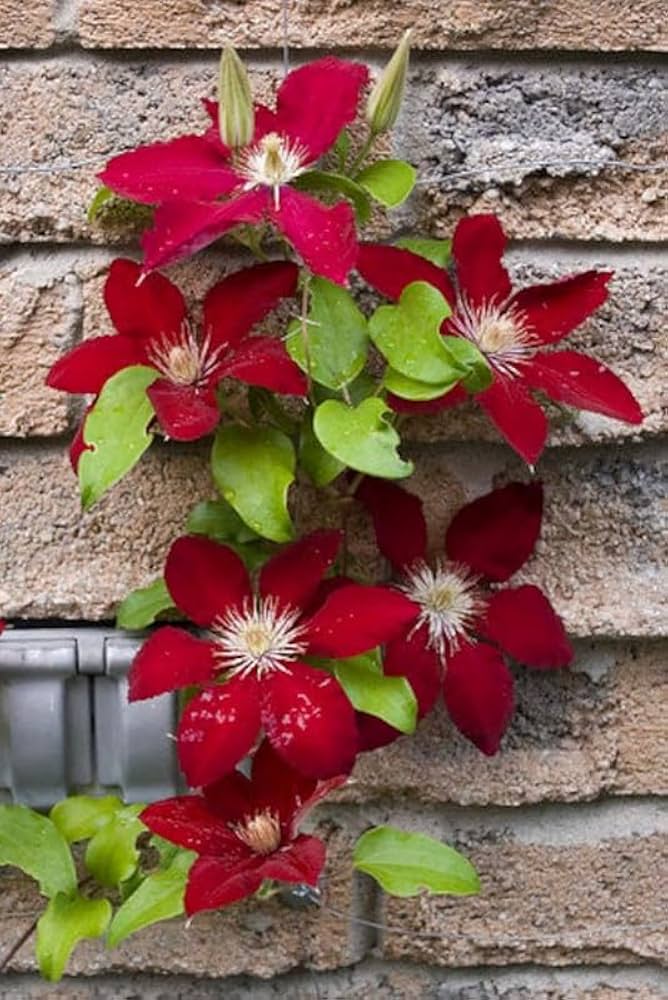 Clematis burgundy blume samen for anpflanzung - low maintenance, heirloom & gmo free samen for home garten
sale for anpflanzung in home garten.