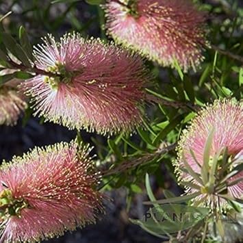 Rosa champagne callistemon blume samen for anpflanzung - compact growth, heirloom & gmo free samen for home garten
sale samen for home garten