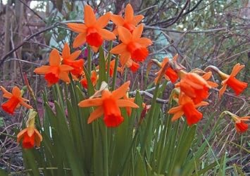 Rot daffodils blume samen for anpflanzung low maintenance heirloom & gmo free samen for home garten
sale samen for home garten anpflanzung