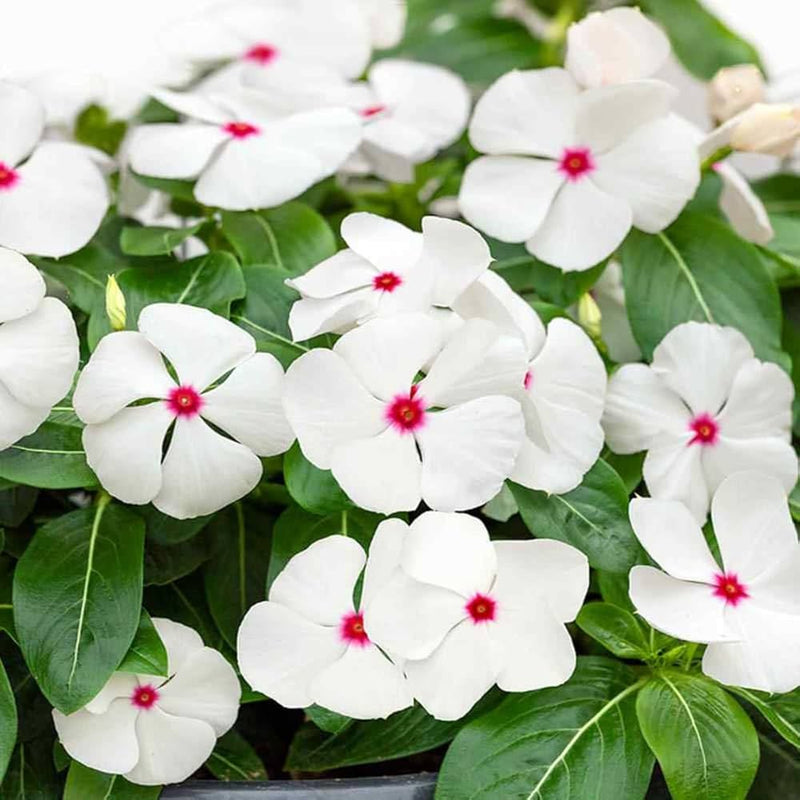 Semillas de flores de bígaro de lunares para sembrar – mezcla de flores silvestres – variedad tradicional y semillas sin transgénicos para el jardín doméstico