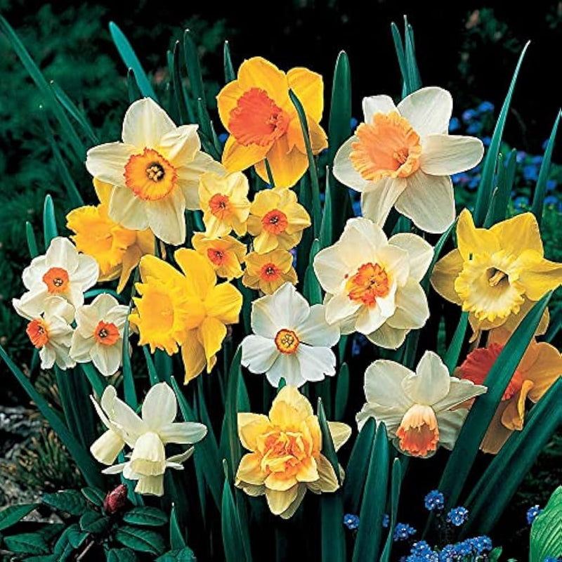 Weiß daffodil blume samen for easy anpflanzung