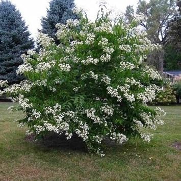 Weiß sevenson blume samen for anpflanzung - wildflower mix, heirloom & gmo free samen for home garten
sale for anpflanzung in home garten.