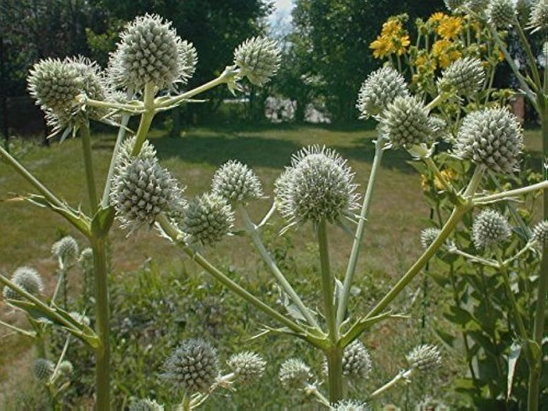 Eryngium yuccifolium rattlesnake master perennial samen