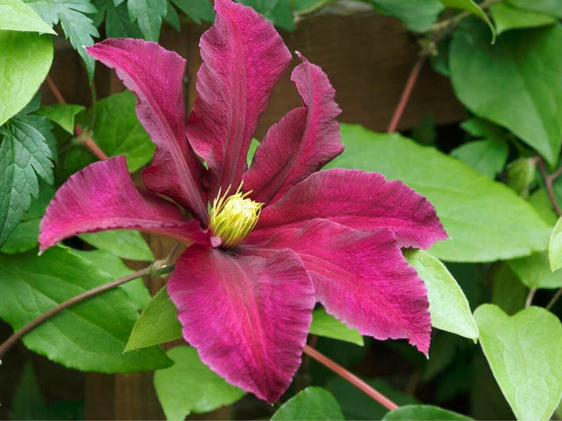Rosa gelb clematis blume samen for anpflanzung - colorful display, heirloom & gmo free samen for home garten
sale for anpflanzung in home garten