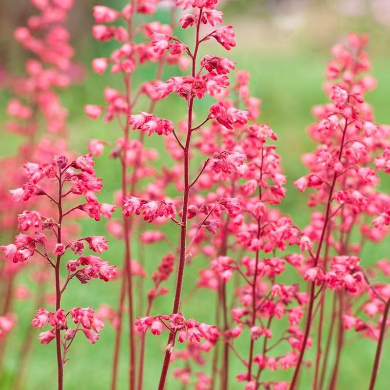 Rosa heuchera blume samen for anpflanzung - seasonal bloomer, heirloom & gmo free samen for home garten
sale samen for anpflanzung in home garten