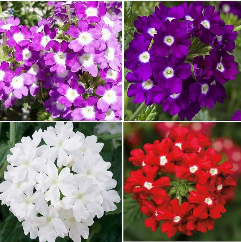 Schleppende eisenkrautblumensamen trailing verbena samen