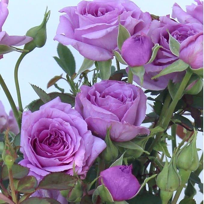 Violet climbing rose blume samen for anpflanzung compact growth heirloom & gmo free samen for home garten
sale samen for home garten anpflanzung
