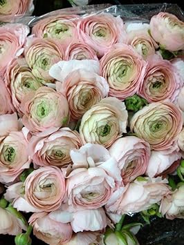 Rosa weiß ranunculus blume samen for anpflanzung - garten favorite, heirloom & gmo free samen for home garten
sale for anpflanzung in home garten