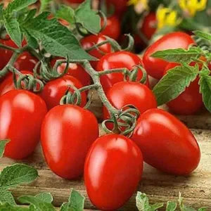 Semillas de tomate Roma VF para tomates tradicionales