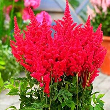 Rot astilbe perennial blume samen for anpflanzung - pollinator friendly, heirloom & gmo free samen for home garten
sale samen for anpflanzung in home garten