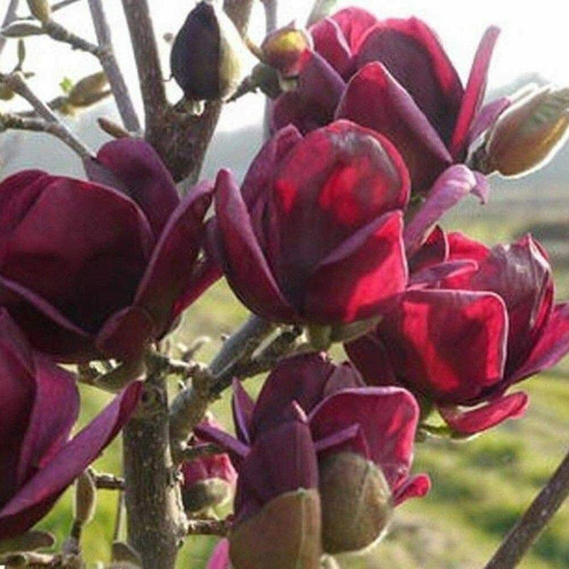 Yulan magnolia tulip blume samen for anpflanzung - pollinator friendly, heirloom & gmo free samen for home garten
sale samen for home garten