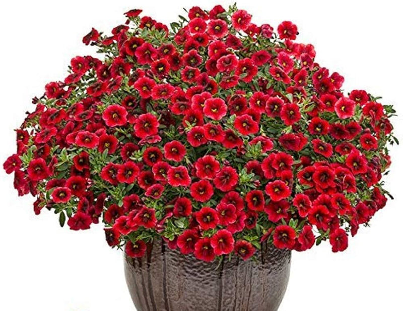 Logro floribunda rot petunia blume samen for classic rot blooms