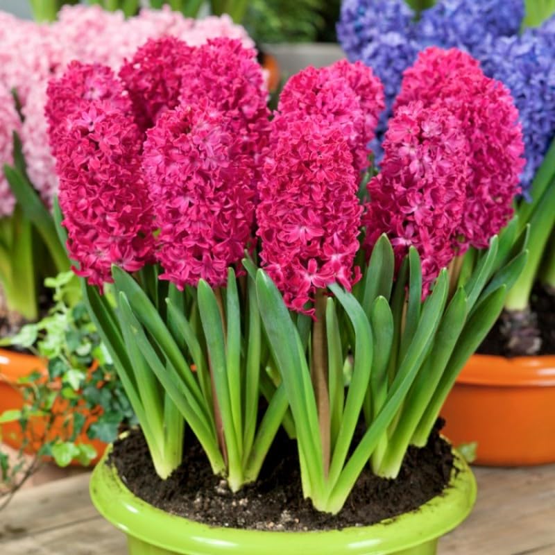 Semillas de flores de jacinto, variedad tradicional, para siembra, populares en el jardín, variedad tradicional y sin ingeniería genética, semillas para el jardín doméstico