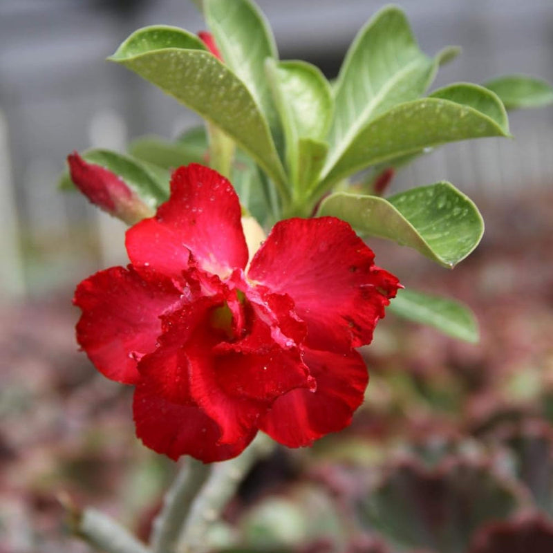 Rot rose bonsai blume samen for anpflanzung - perfect for borders, heirloom & gmo free samen for home garten
sale for anpflanzung in home garten