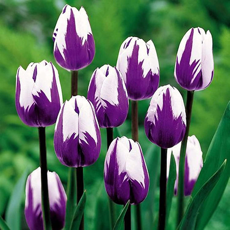 Weiß violet tulip blume samen for anpflanzung perfect for borders heirloom & gmo free samen for home garten
sale for anpflanzung in home garten