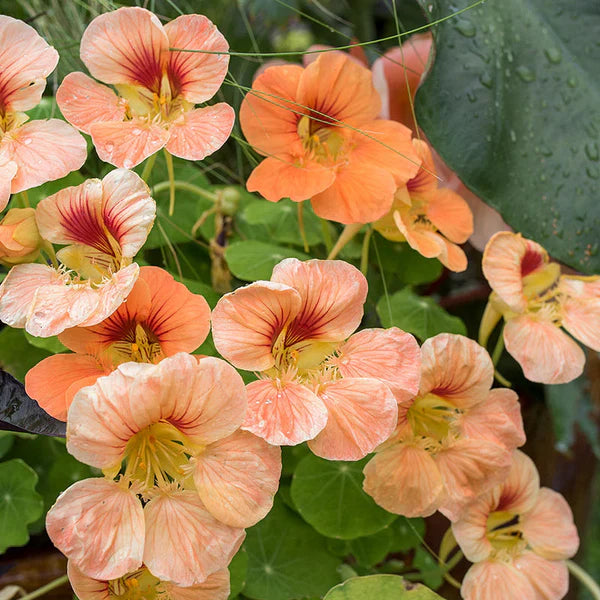 Pêche capucine graines de fleurs à semer, idéales pour les bordures, variété traditionnelle et sans OGM graines pour le jardin potager