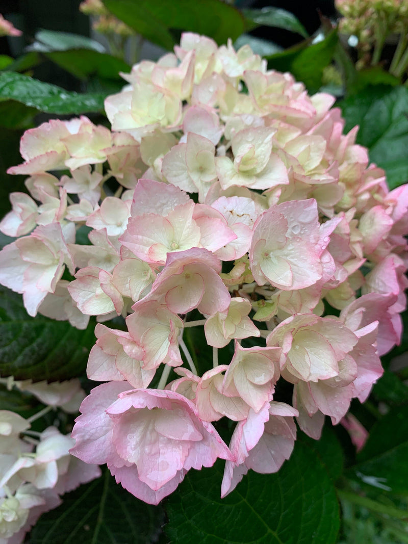 Weiß rosa hydrangea samen blume samen for anpflanzung - sun loving, heirloom & gmo free samen for home garten
sale samen for anpflanzung in home garten