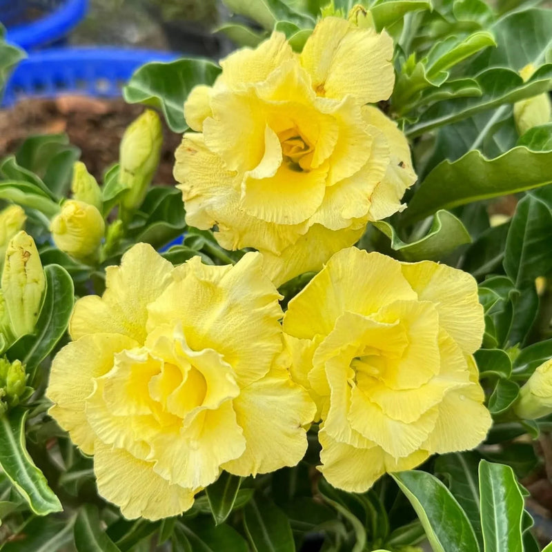 Semillas de rosa del desierto Obesum amarillo delicado: variedad tradicional y sin ingeniería genética, rosa del desierto para jardines domésticos