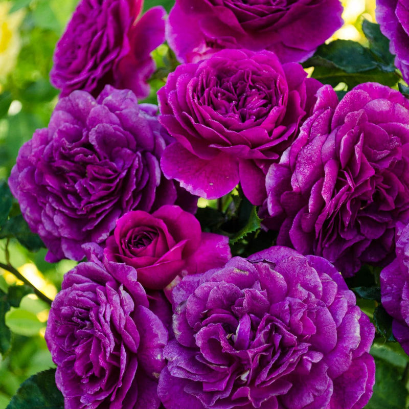 Semillas de flores de rosa trepadora rosa y lila para siembra – popular en el jardín – variedad tradicional y semillas sin OGM para el jardín doméstico