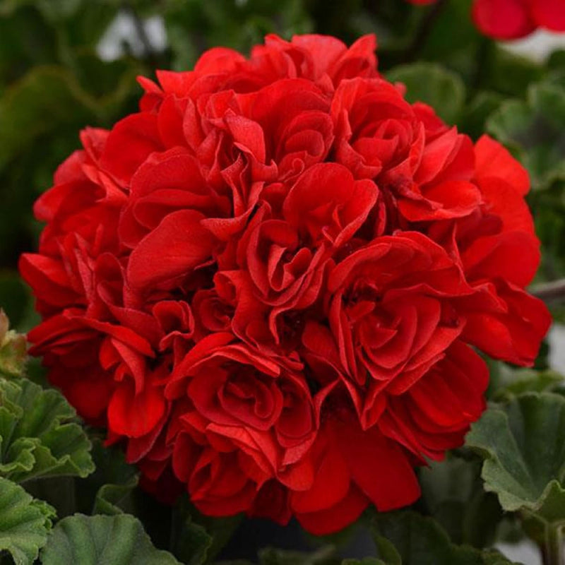 Rot geranium breakaway blume samen for anpflanzung - drought tolerant, heirloom & gmo free samen for home garten
sale samen for home garten