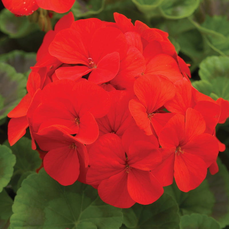 Rot geranium blume samen for anpflanzung premium quality heirloom & gmo free samen for home garten
sale samen for home garten anpflanzung
