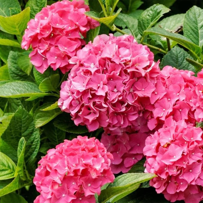 Rosa hydrangea blume samen for anpflanzung - low maintenance, heirloom & gmo free samen for home garten
sale for anpflanzung in home garten