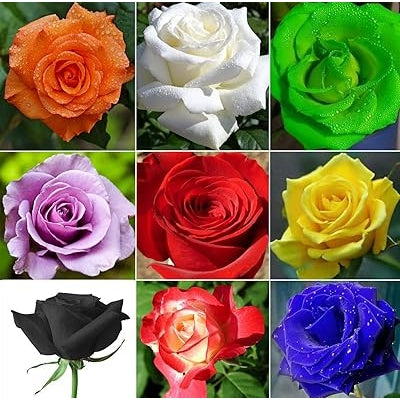 Graines de fleurs de rose à semer