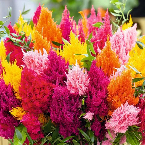 Semillas de flores Plumed para sembrar – exhibición colorida – variedad tradicional y semillas de jardín sin OGM