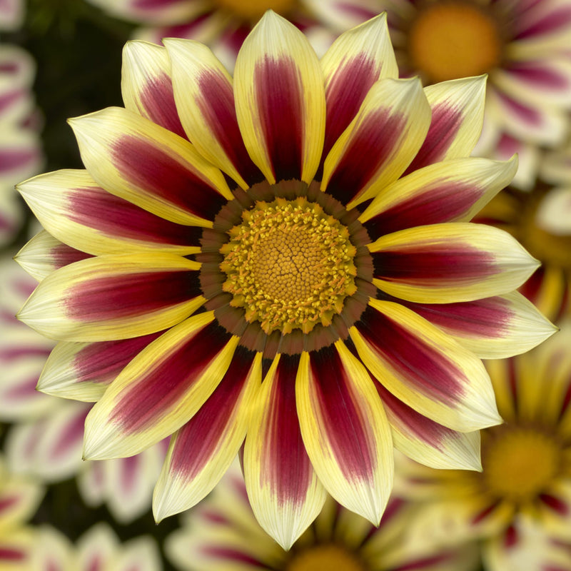 Graines de fleurs de gazania blanches et violettes à semer, floraison annuelle éclatante
