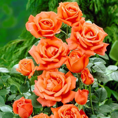 Naranja Blanco Rosa semillas de flores para siembra, temporada de floración larga, variedad tradicional y sin ingeniería genética, semillas para jardín doméstico