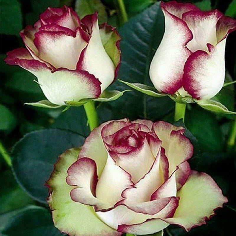 Semillas de rosa blanca y marrón para sembrar, flores luminosas, variedad tradicional y sin modificación genética, semillas para el jardín doméstico
