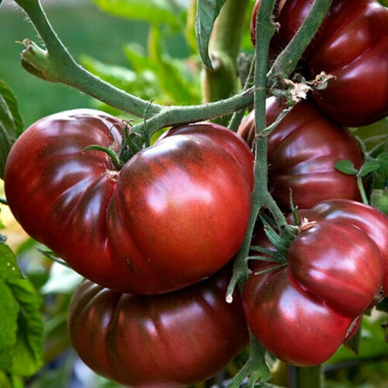 Semillas de tomate Schwarz Rot para plantar