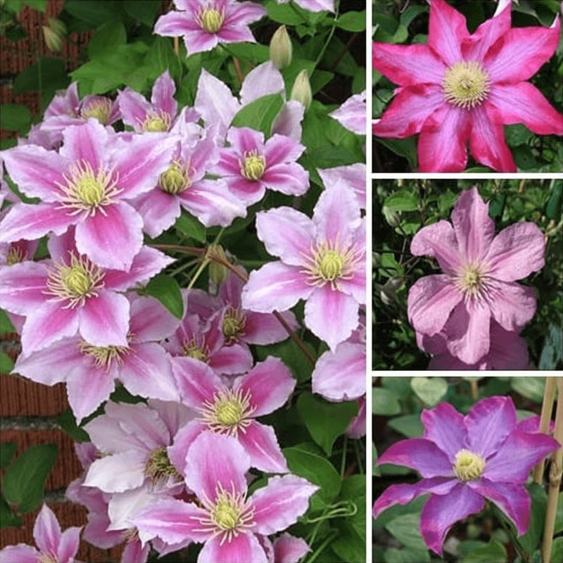 Clématite couleur pêche, graines de fleurs à semer, favorables aux pollinisateurs, variété traditionnelle et sans OGM, graines pour jardin familial