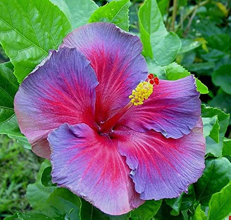 Semillas de flores de hibisco rojo y lila para sembrar, popular como flor de corte, variedad tradicional y sin organismos modificados genéticamente, semillas para jardín doméstico