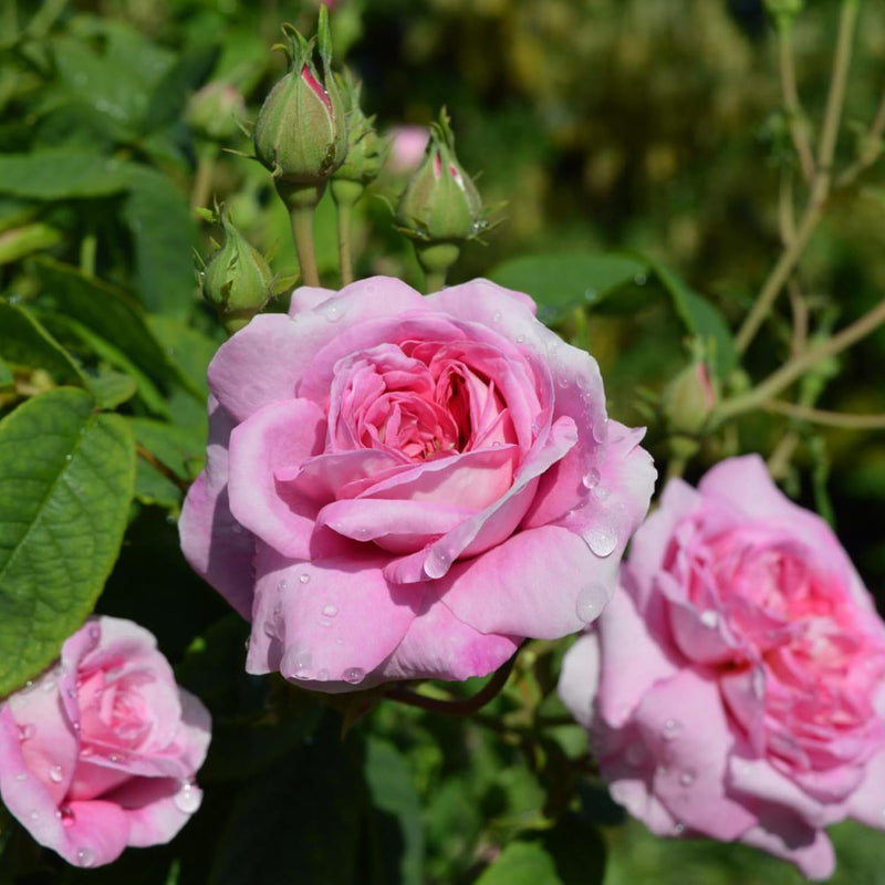 Graines de fleurs de rose rose tendre à semer, longue saison de floraison, variété traditionnelle sans OGM, graines pour jardin