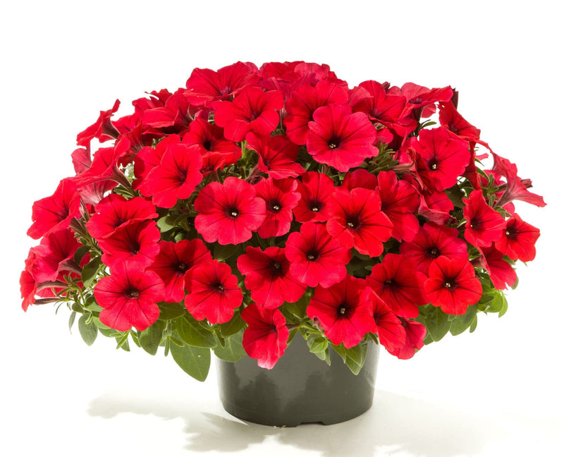 Pelleted samen logro rot petunia blumen