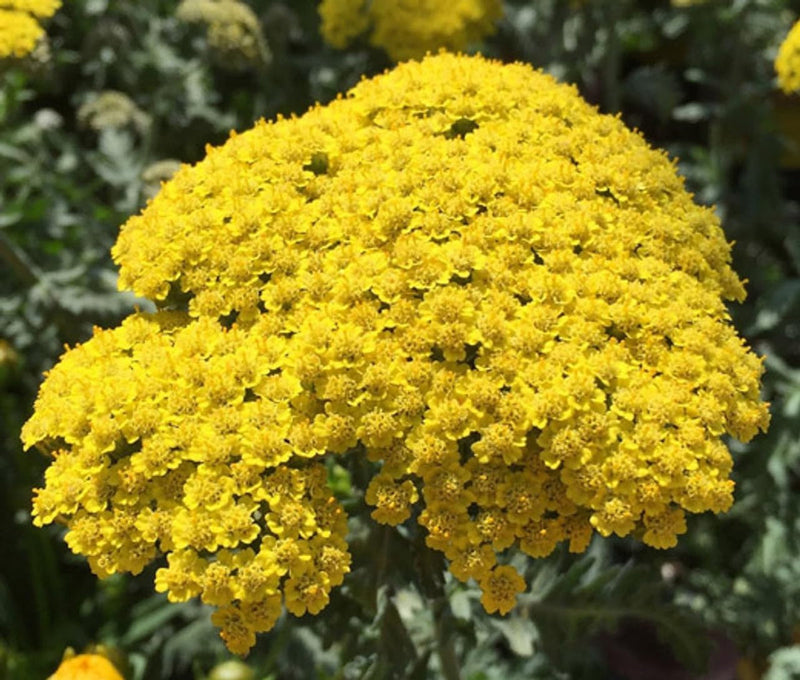 Achillea (achillea blume) samen for anpflanzung in home garten