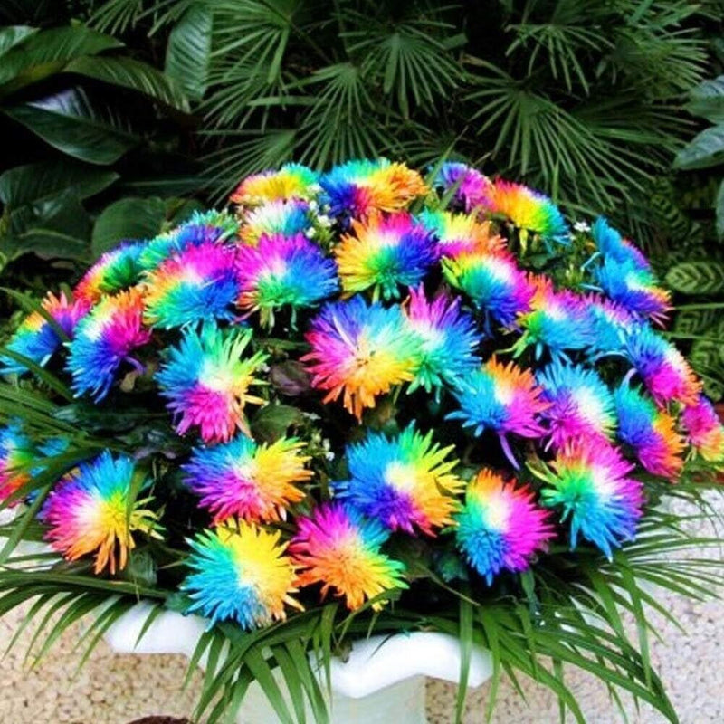 Rainbow chrysanthemum blume samen for anpflanzung - fragrant blossoms, heirloom & gmo free samen for home garten
sale samen for home garten
