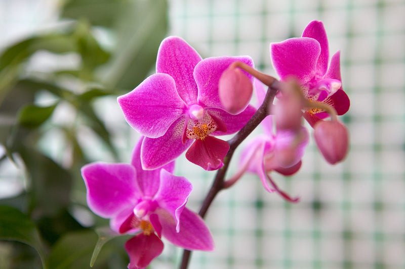 Semillas de flores de orquídea cymbidium rosa y blanca para siembra – ideal para arriates – variedad tradicional y semillas sin transgénicos para el jardín doméstico