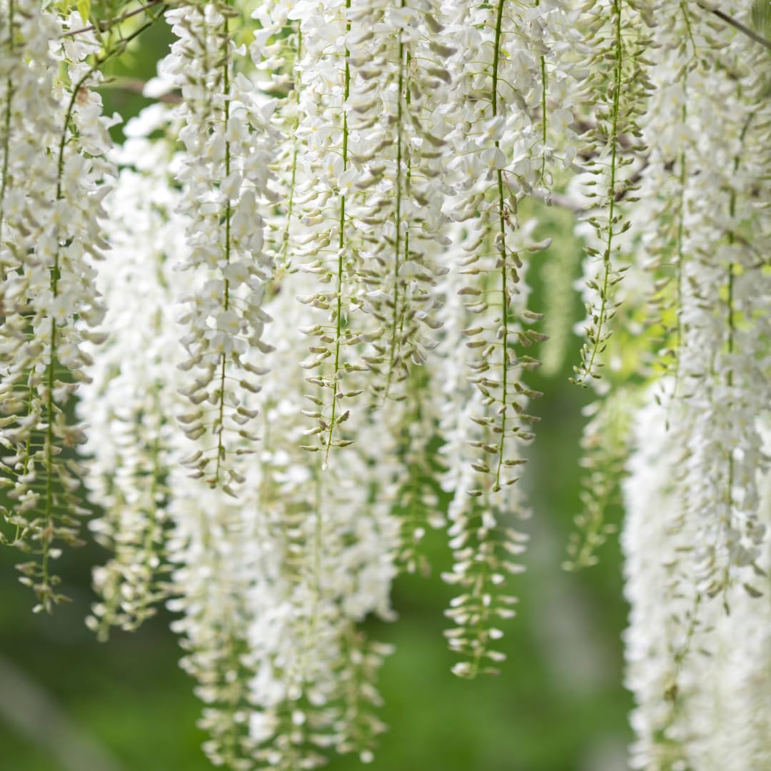 Weiß Blauregen Blumensamen zur Aussaat pflegeleicht Traditionssorte &