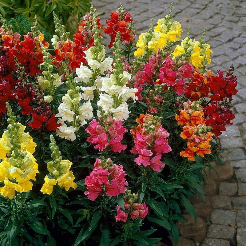 Antirrhinum snapdragon for anpflanzung in blume bed